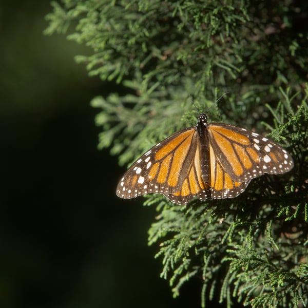 mariposas monarca