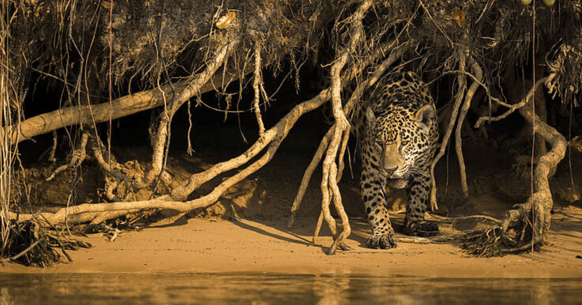 Jaguar en México.- Blog Hola Telcel