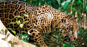 La Alianza WWF-Telcel está en Aldea Digital