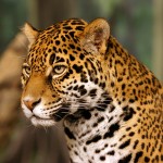 Monitoreo del jaguar en México