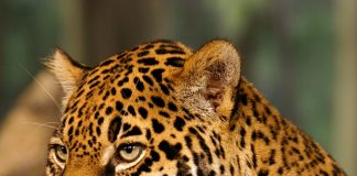 Monitoreo del jaguar en México