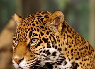 Monitoreo del jaguar en México