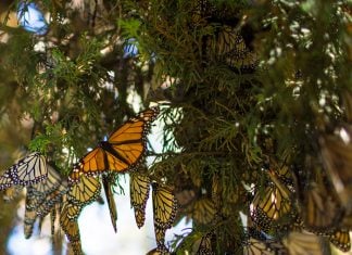 Mes de las Mariposas Monarca