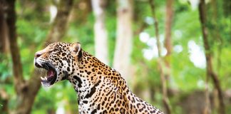 Jaguar en México