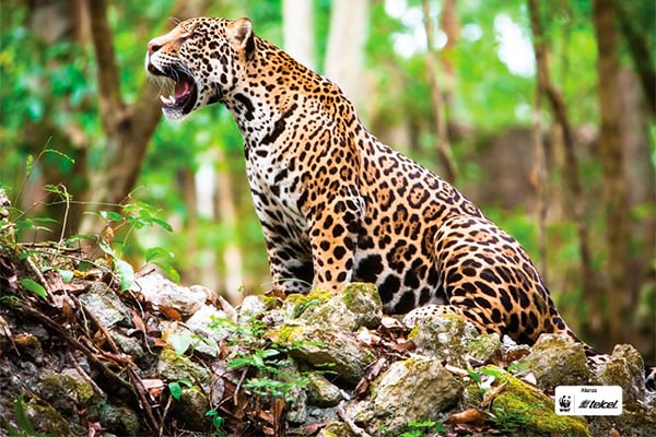 wwf-jaguar