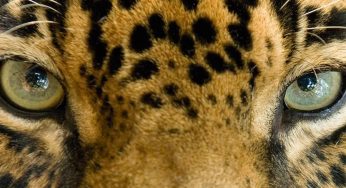 La conservación del jaguar es un reto constante