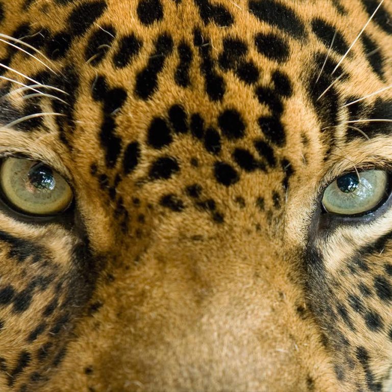 portada jaguar
