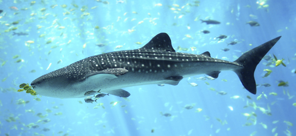 El pez más grande del mundo puede ser visto cada año en las costas mexicanas. Foto: vistaalmar.es