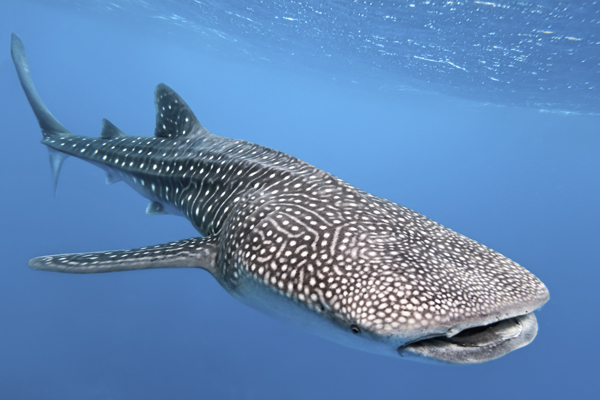 El tiburón ballena llega a medir hasta 18 metros, con hasta 34 toneladas de peso. Foto: scubadiverlife.com