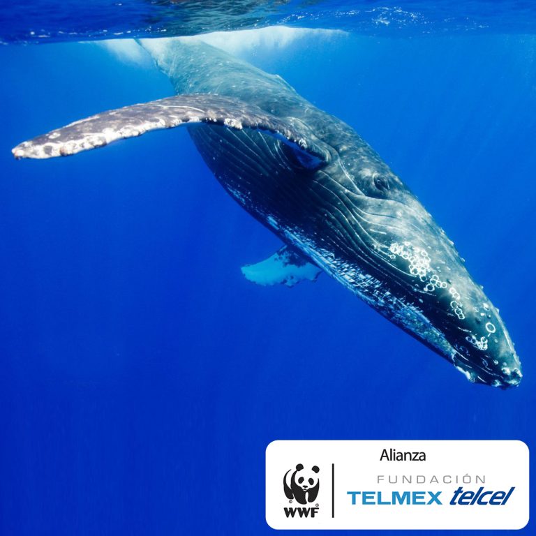 día mundial de los animales día mundial de los animales