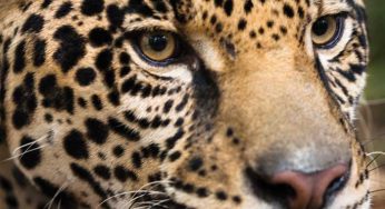 Animales en peligro de extinción que prometen robarte el corazón