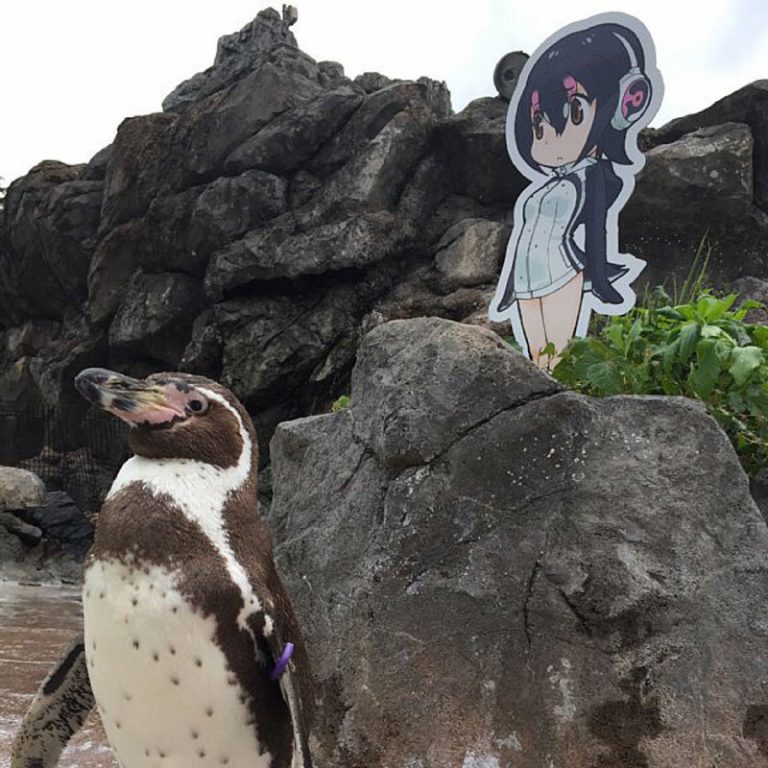 pinguino