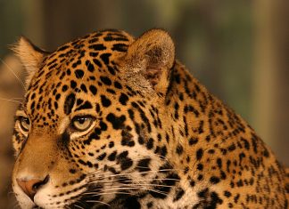 jaguar mexicano
