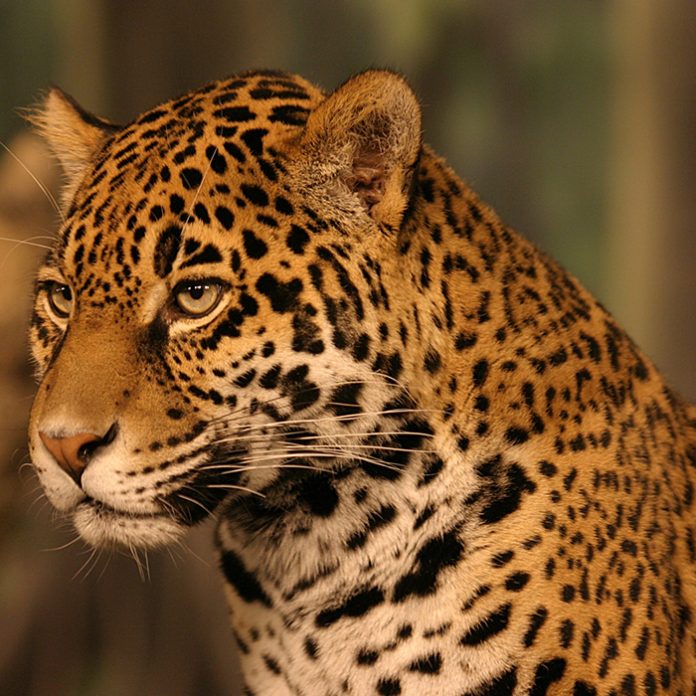jaguar mexicano