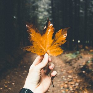 Películas para otoño