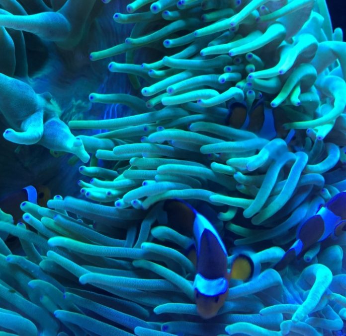 La Realidad Virtual disminuirá el impacto ambiental para los corales