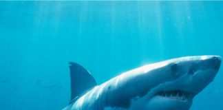 El gran tiburón blanco, protector de los océanos