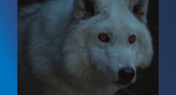 ¿Por qué razón Jon Snow no acarició a Ghost en Game Of Thrones?
