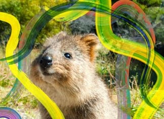 quokka