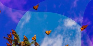 Mariposa Monarca documental