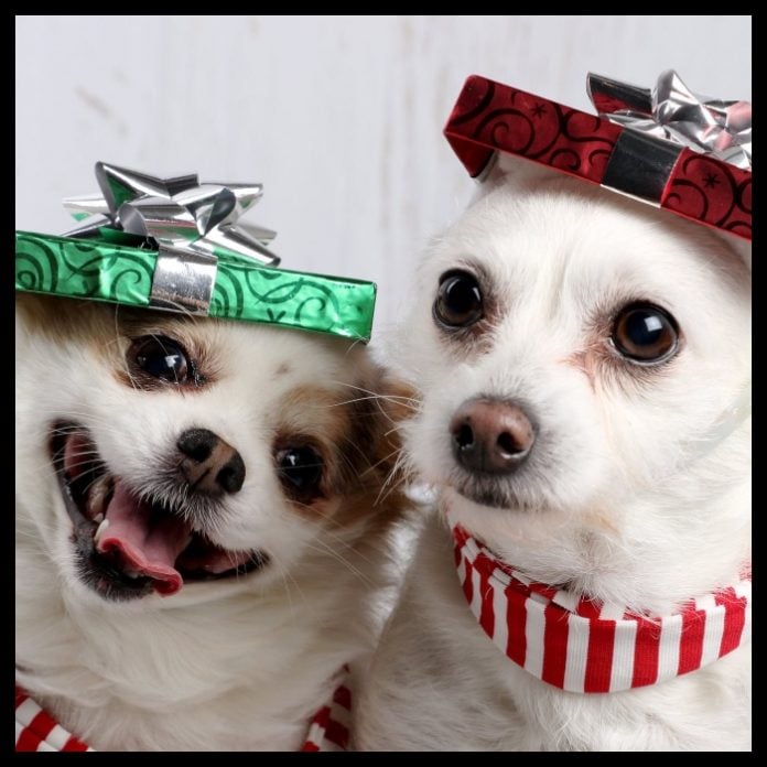 Perritos Navidad Test