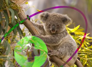 Hospital koalas Australia