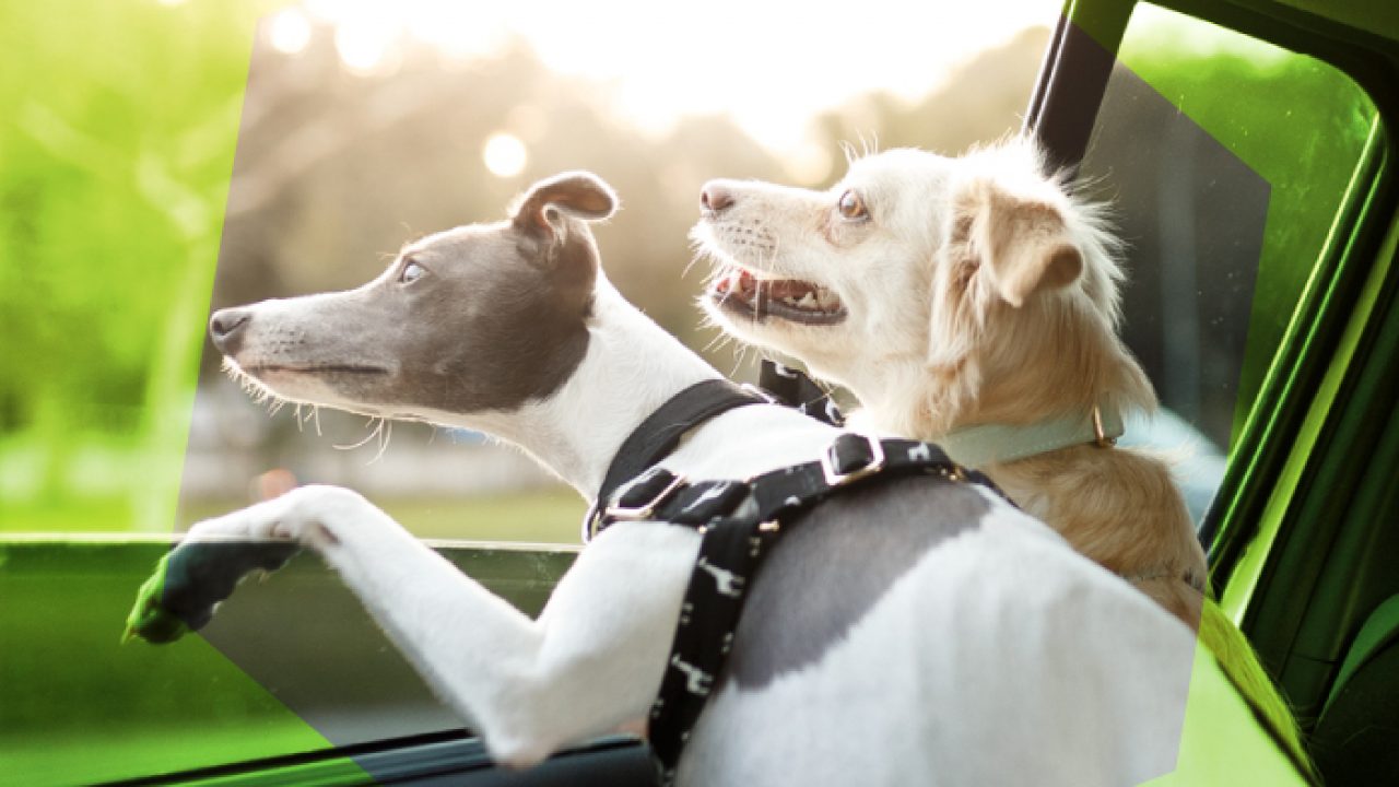 puedes tomar un uber con un perro