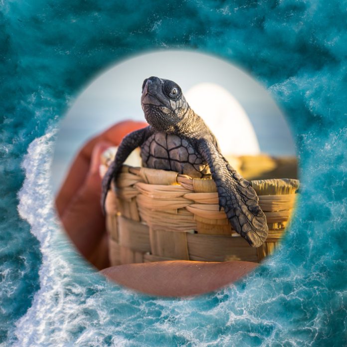 Liberación tortugas marinas