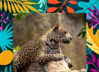 Jaguar Amigo Balam