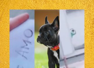 mensajes-perro-novios