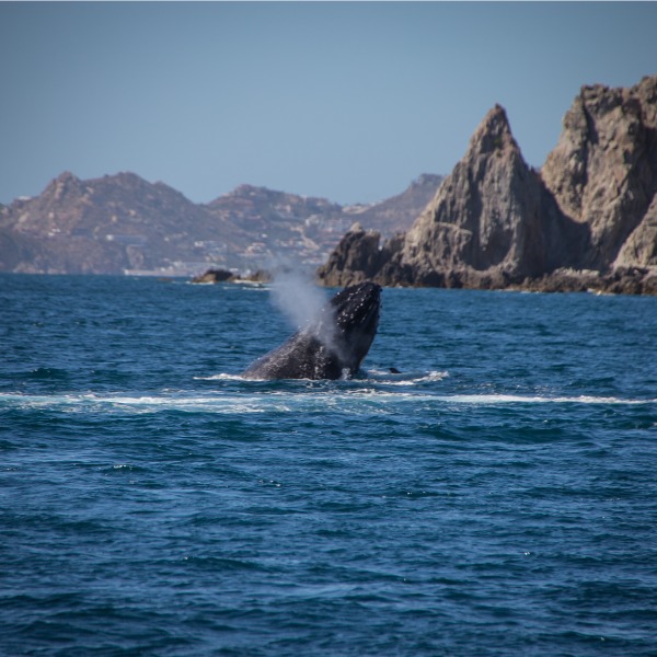 Participa con tu familia en el proyecto Ballena Jorobada