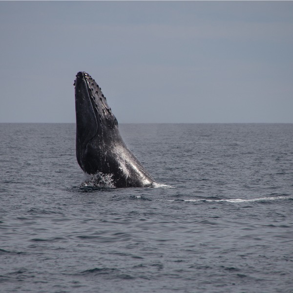 proyecto ballena jorobada