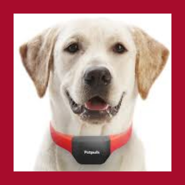  collar inteligente PetPuls que traduce las emociones de tu perro
