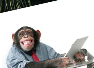 chimpancés hacen zoom para comunicarse entre ellos y hacerse compañía