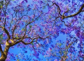 5 datos curiosos que no conocías de las jacarandas, ¡los árboles de la primavera!