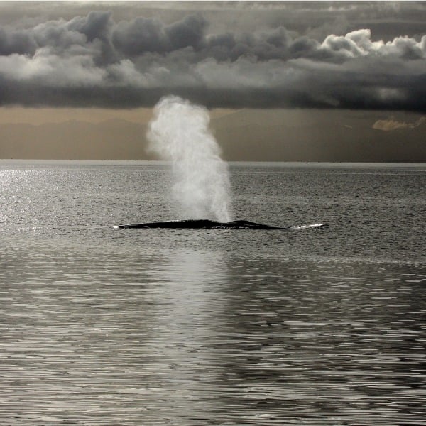 ballena azul en el mar