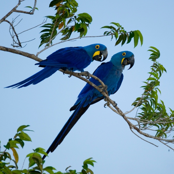 Nace un guacamayo azul, el que podría salvar a toda la especie.- Blog Hola Telcel 