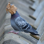 foto paloma comedy wildlife