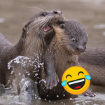 fotos graciosas animales