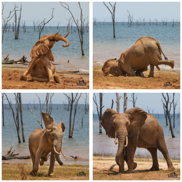 Fotos graciosas de elefantes - Blog Hola Telcel