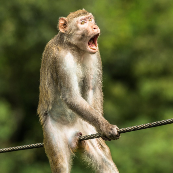 La foto del mono dorado ganadora del premio mayor de The Comedy Wildlife - Blog Hola Telcel