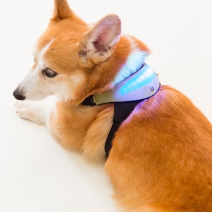 Inupathy, collar para perros que cambia de color dependiendo las emociones de tu perro. Feria de tecnología CES 2022.- Blog Hola Telcel 