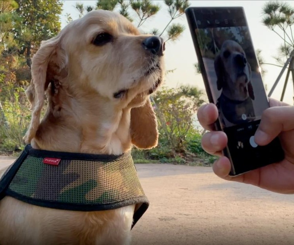  Petnow, la primera app que reconoce a tu perrito a través de su nariz, presentada durante el CES 2022.- Blog Hola Telcel 