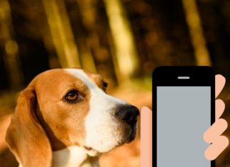 CES 2022: Conoce Petnow, app que reconoce la nariz de tu perrito.- Blog Hola Telcel