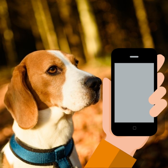 CES 2022: Conoce Petnow, app que reconoce la nariz de tu perrito.- Blog Hola Telcel