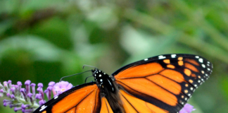 Crece la población de la mariposa monarca en México.-Blog Hola Telcel