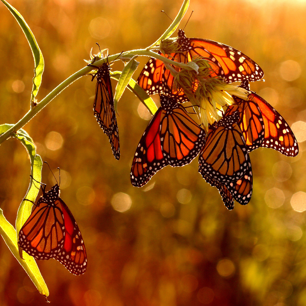 La mariposa monarca ha tenido un aumento en su población este año.-Blog Hola Telcel
