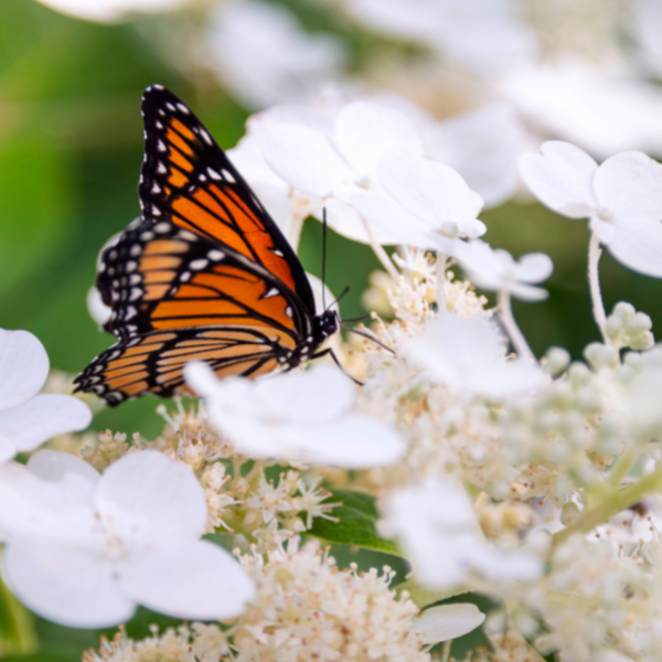 La increíble mariposa monarca ha crecido su población.-Blog Hola Telcel