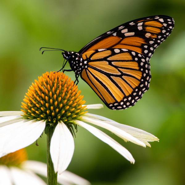 Hay aumento en la población de mariposa monarca en México.-Blog Hola Telcel