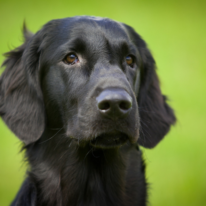 Día mundial del perro se celebra también al perro negro.- Blog Hola Telcel